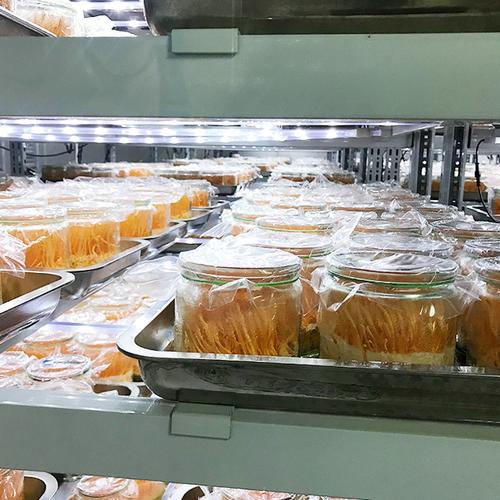 有机蛹虫草提取物在食品加工中的应用与前景
